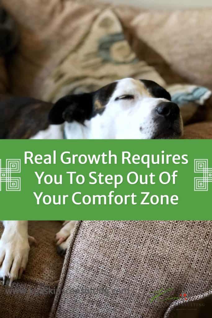 Caring dog resting on a cozy couch, promoting relaxation and well-being.